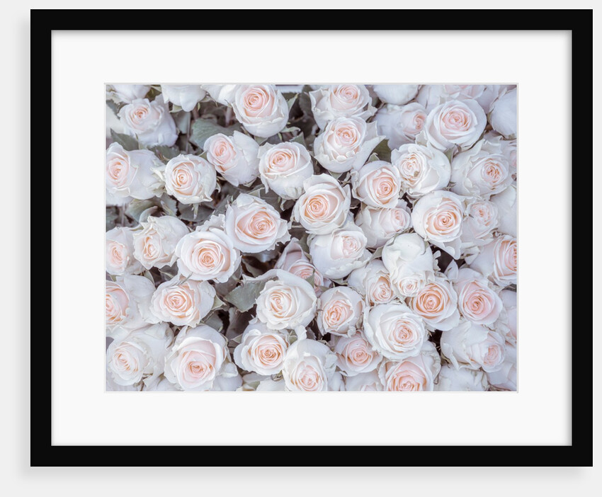 Full frame of Roses by Assaf Frank